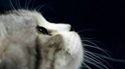 娱乐吃瓜君和猫,揭秘娱乐圈的萌宠趣事